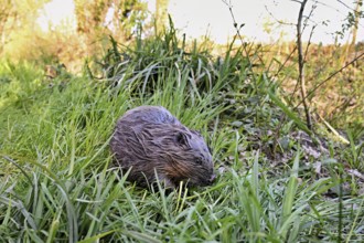 Eurasian beaver, European beaver (Castor fibre), eating grass in a meadow, Canton Zug, Switzerland