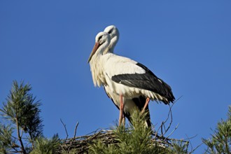White storks (Ciconia ciconia), pair standing on eyrie, Switzerland