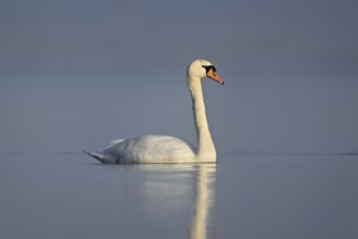 Mute swan (Cygnus olor), swimming in the morning light on the Flachsee, nature reserve, Reusstal,