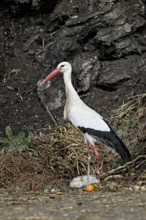 White stork (Ciconia ciconia), foraging in compost, Canton Aargau, Switzerland
