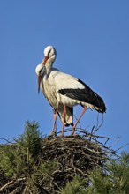 White storks (Ciconia ciconia), mating pair standing on eyrie, Canton Aargau, Switzerland