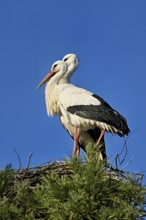 White storks (Ciconia ciconia), pair standing on eyrie, Switzerland