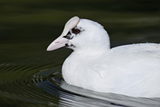 Eurasian Coot (Fulica atra), leucistic, partly albino, swimming, Lake Zug, Switzerland