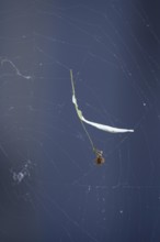 Lime leaf with seeds in a spider's web, July, Germany