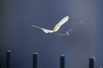 Lime leaf with seeds in a spider's web, July, Germany