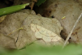 Maiden's Blush, Germany