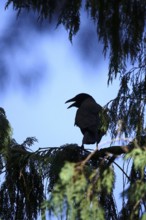 Hooded Crow in summer heat, Germany