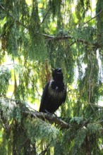 Hooded Crow, summer heat, July, Germany