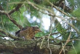 Young blackbird, June, Germany