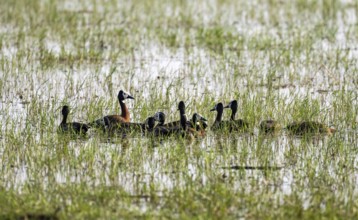 Widow-whistling goose (Dendrocygna viduata), group in the water, Okavango Delta, Moremi Game