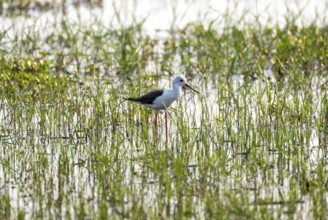 Black-winged Black-winged Stilt (Himantopus himantopus), in the water, Okavango Delta, Moremi Game