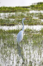 Great White Egret (Ardea alba), bird in the water, Okavango Delta, Moremi Game Reserve, Botswana