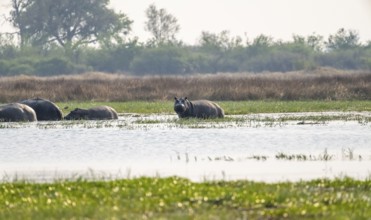 Hippos (Hippopatamus amphibius), group in the water, Okavango Delta, Moremi Game Reserve, Botswana
