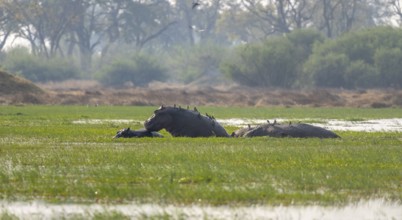 Hippos (Hippopatamus amphibius), in the water, Okavango Delta, Moremi Game Reserve, Botswana