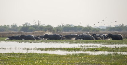 Hippos (Hippopatamus amphibius), group in the water, startled, running out of the water, Okavango