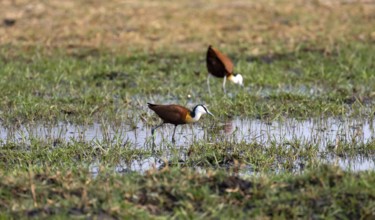Blue-fronted Jacamar Sandgrouse (Actophilornis africanus) foraging in the water, Okavango Delta,