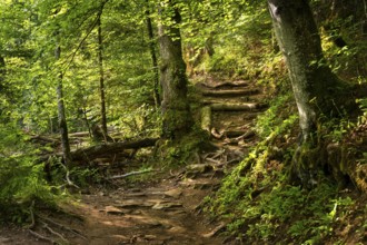 Hiking trail in the forest. Wutach Gorge, Upper Black Forest, Baden-Württemberg, Germany