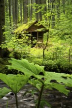 The Rötenbachschluch hut in the forest, with moss on the roof. The Rötenbach stream in front of it.