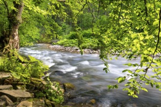 The river Wutach in the forest. Long exposure. Wutach Gorge, Upper Black Forest, Baden-Württemberg,