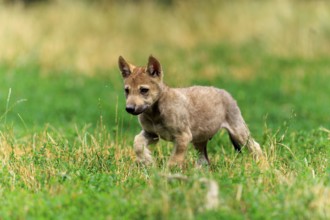 A young wolf pup explores the green grassland, Timberwolf, wolf, American wolf, (Canis lupus