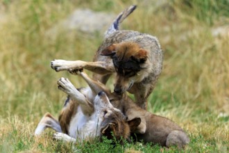 Playful interaction between adult wolves and a pup in the meadow, Timberwolf, wolf, American wolf,