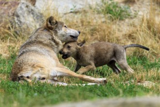 Wolf pup playing with an adult wolf in a meadow in a natural environment, Timberwolf, wolf,