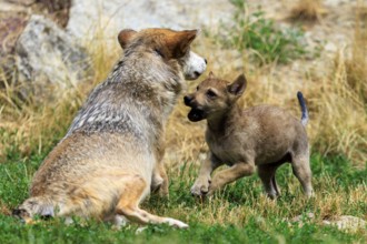 Wolf pup showing playful behaviour towards an adult wolf in the wild, Timberwolf, wolf, American