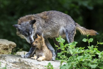 Experienced wolf tenderly caring for his pup on a rock, Timberwolf, wolf, American wolf, (Canis