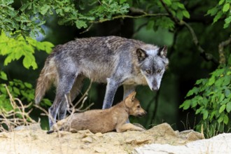 Old wolf guarding sitting puppies in front of a wooded background, Timberwolf, wolf, American wolf,