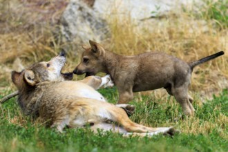 Wolf pup playfully interacting with a lying adult wolf, Timberwolf, wolf, American wolf, (Canis