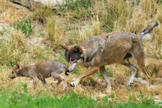 A large wolf follows a small puppy attentively across the meadow, Timberwolf, wolf, American wolf,