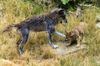 An adult wolf playing with a small puppy in the meadow, Timberwolf, wolf, American wolf, (Canis