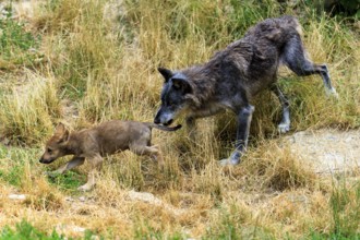 An older wolf playfully chases a puppy across the meadow, Timberwolf, wolf, American wolf, (Canis