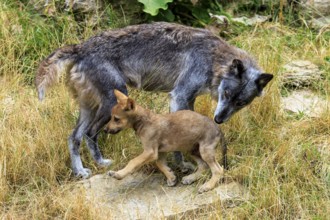 The wolf inspects the little puppy in the green meadow, Timberwolf, wolf, American wolf, (Canis