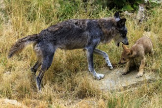 Adult wolf interacting affectionately with a puppy in a meadow, Timberwolf, wolf, American wolf,