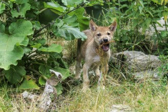 A wolf pup playing curiously near large leaves in the undergrowth, Timberwolf, wolf, American wolf,