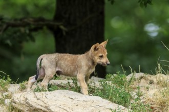 A young wolf stands attentively on a rock in the forest, Timberwolf, wolf, American wolf, (Canis