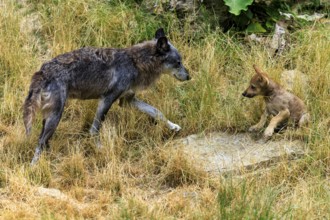 An adult wolf approaches a pup in a meadow, Timberwolf, wolf, American wolf, (Canis lupus lycaon),