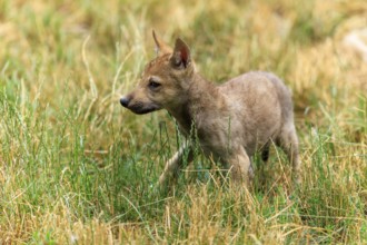A wolf pup walks curiously through the tall grass, Timberwolf, wolf, American wolf, (Canis lupus