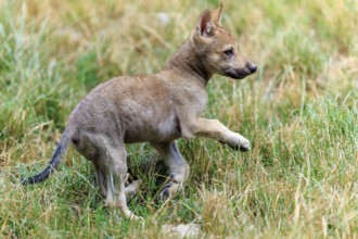 A playing wolf pup in the tall grass, Timberwolf, wolf, American wolf, (Canis lupus lycaon), pup,