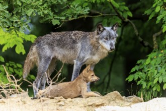 Old wolf and pup standing quietly in front of dense vegetation, Timberwolf, wolf, American wolf,
