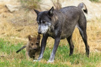 Older wolf walks with a young pup through a grassy environment, Timberwolf, wolf, American wolf,