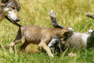 A wolf pup interacts curiously with another wolf lying on the meadow, Timberwolf, wolf, American