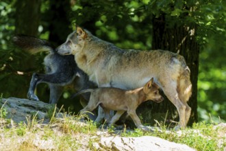 A wolf pup moves through the forest with two adult wolves, Timberwolf, wolf, American wolf, (Canis