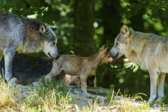 A wolf pup meets two adult wolves in the countryside, Timberwolf, wolf, American wolf, (Canis lupus