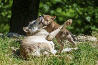 A wolf pup playing with an adult wolf in the green grass, Timberwolf, wolf, American wolf, (Canis
