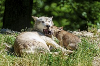 A puppy cuddles up to a resting wolf in nature, Timberwolf, wolf, American wolf, (Canis lupus