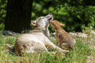 A wolf pup shows affection to a resting wolf in the forest, Timberwolf, wolf, American wolf, (Canis
