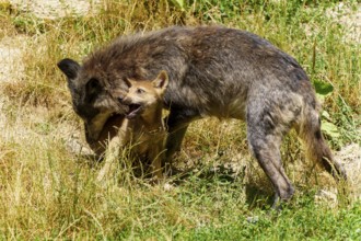 Wolves playing with a pup in a summer landscape with grass and dry places, Timberwolf, wolf,