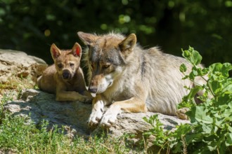 A wolf and a pup resting together on a rock, in the middle of a summer environment, Timberwolf,